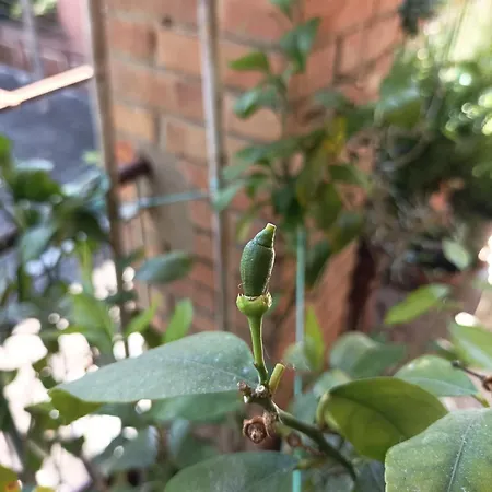 Boh & Boh A Casa Di Luca And His Cats Habitación en casa particular