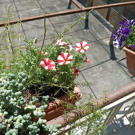 Boh & Boh A Casa Di Luca And His Cats Habitación en casa particular Perugia