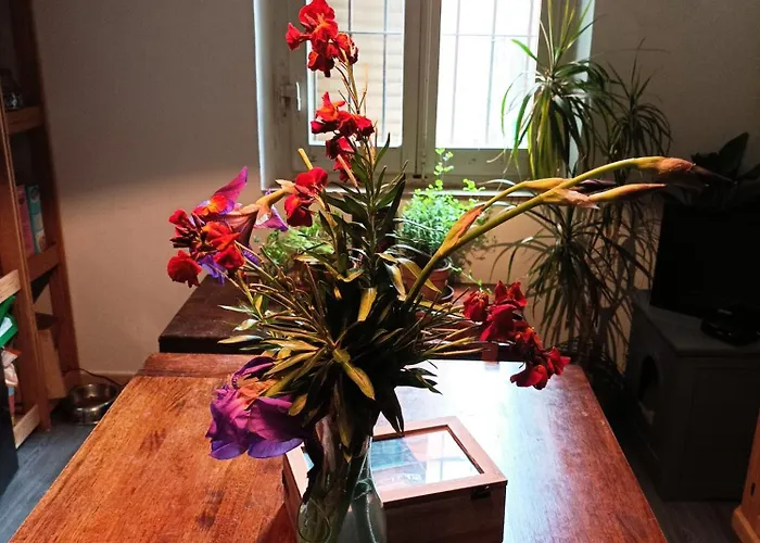 Boh & Boh A Casa Di Luca And His Cats *