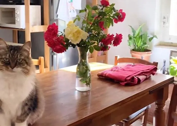 Boh & Boh A Casa Di Luca And His Cats