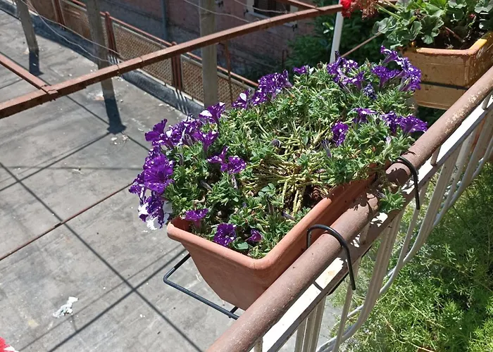 Boh & Boh A Casa Di Luca And His Cats Perugia