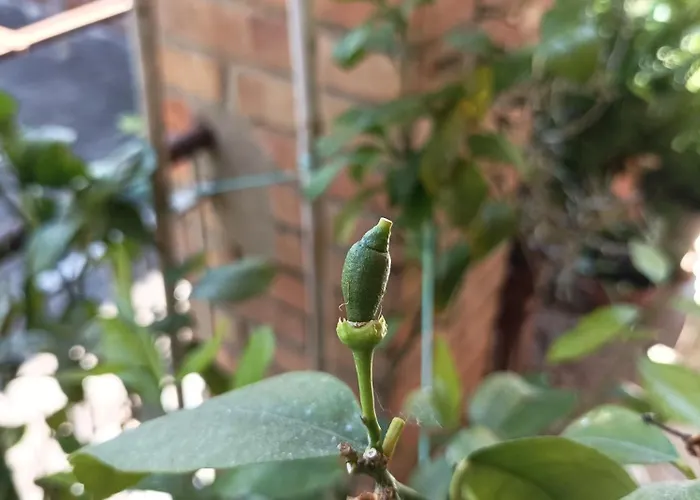 Boh & Boh A Casa Di Luca And His Cats Privat bolig