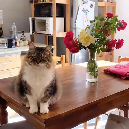 Boh & Boh A Casa Di Luca And His Cats Alloggio in famiglia *