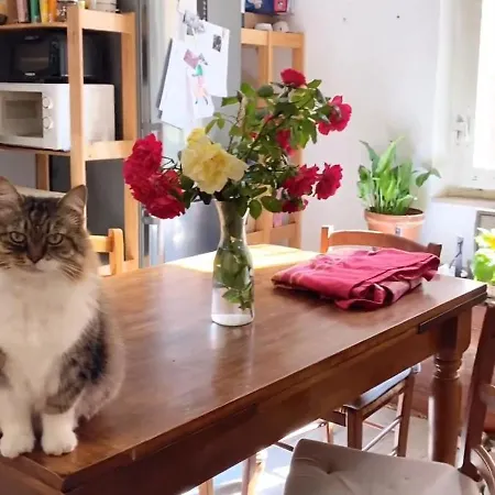 Boh & Boh A Casa Di Luca And His Cats