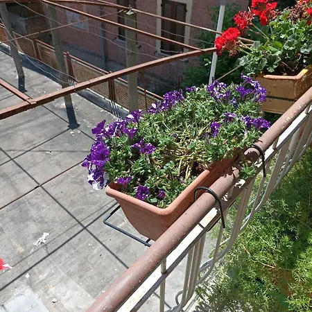 Boh & Boh A Casa Di Luca And His Cats Perugia