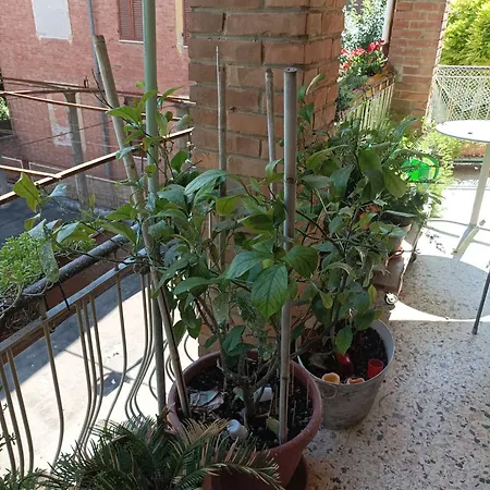 Boh & Boh A Casa Di Luca And His Cats Kwatera prywatna