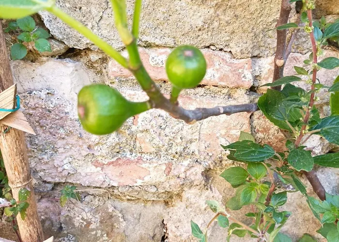 Boh & Boh A Casa Di Luca And His Cats * Perugia