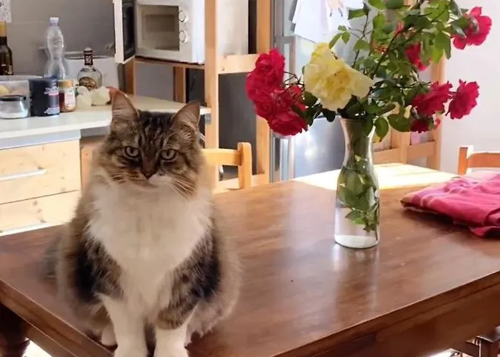 Boh & Boh A Casa Di Luca And His Cats Kwatera prywatna *