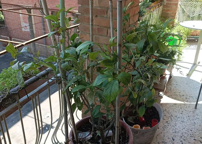 Boh & Boh A Casa Di Luca And His Cats Kwatera prywatna